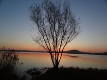 Arbre solitaire devant un lac, au couché du soleil